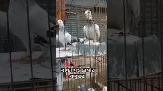 বাচ্চা সহ রেসার কবুতর || ঢাকা মিরপুর হাট || #racingpigeon #রেসার_কবুতর #mohsintv