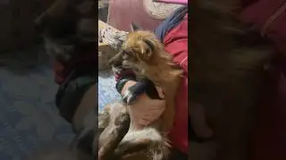 Лиса Альма на руках #животные #лиса #animals #fox #лисаальма