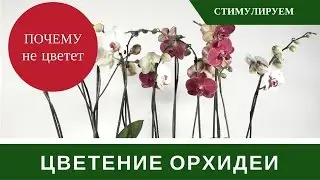 🌸Why the Orchid Doesn't Bloom 🌸 How to Make a Phalaenopsis Orchid Bloom