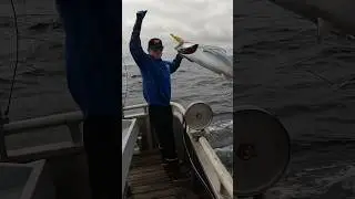 Albacore Tuna Fishing 1 HOOK AT A TIME #yakventures #tuna #offshorefishing