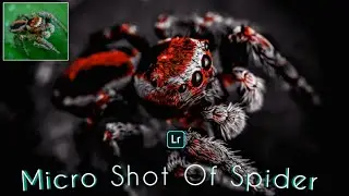 Micro shot of Spider in Lightroom Mobile Preset | Spider Red Colors Preset | Photo Editing Tutorial