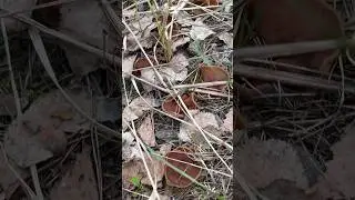 Дисциния щитовидная! Условносъедобный весенний гриб