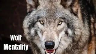 Inside the Wolf Mind - Wolf Mentality ||  Nature Documentary