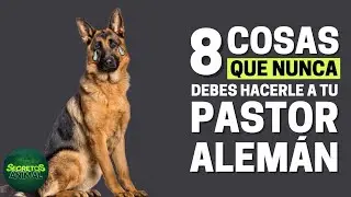 8 Cosas Que Nunca Debes Hacerle A Tu Pastor Alemán