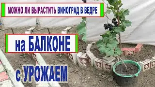 🍇 Можно ли ВЫРАСТИТЬ ВИНОГРАД в обычном 12 литровом ВЕДРЕ или бочке  на БАЛКОНЕ и получить УРОЖАЙ.