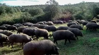 Jamón ibérico puro 5 bellotas de Azuaga