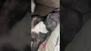 Кайфули храпули 🐶 