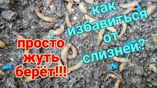 Ейск🌹Кошмар кошмарный. Нашествие слизней... 7 июня 2023 г.