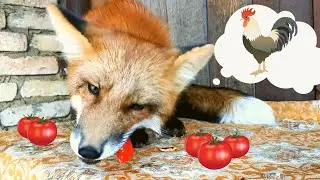Foxie Fox Eating Tomatoes & Apple