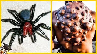 20 Animali Più Mortali Al Mondo