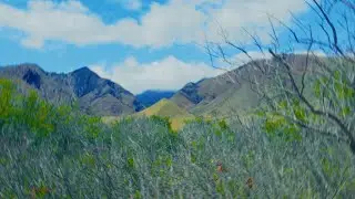 BEAUTIFICATION | A Reflection on Maui (2024)