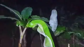 teror hatu tukang tambal mati gentayangan [SEREM]