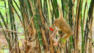 So Pitiful...Why mom Sarika doesn't want her baby monkey Saro to play like this?