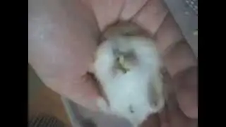 Mochi in 