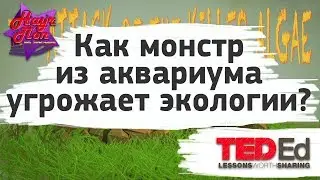 👾 Как монстр из аквариума угрожает экологии? [ ted ed на русском ]