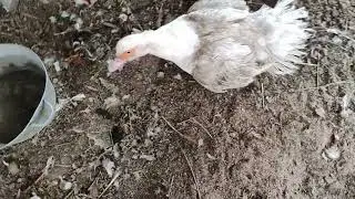 Күрік индоүйрегім балапан шығарып.  😁😁😁