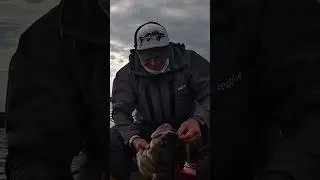 МОНСТРЫ-СУДАКИ ЕЩЁ СУЩЕСТВУЮТ!!! 