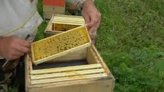 UDAV hive Strengthening (expansion) of the nucleus
