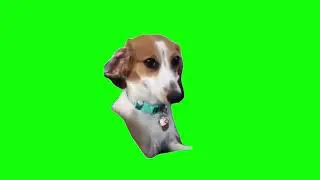 Dog Smiling Meme Green Screen