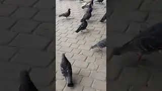 #shorts Голуби нашего города