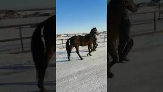 Прииск ( Пепел - Пороша) орловский рысак #орловец #лошади #зима2022 #жеребец #фермерскоехозяйство