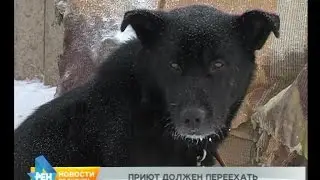 Питомник для животных «Пять звёзд» прокуратура обязала освободить территорию