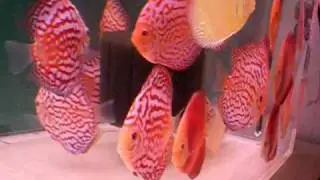 Super Red Melon, Full Patterned Pigeon, Albino Golden discus