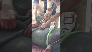 Pemotongan Sapi Qurban 1444 H