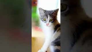 Эдит Коты воители 🥺😔
