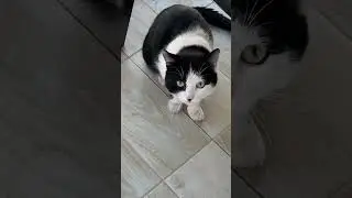 Приручаем кошку. День 17