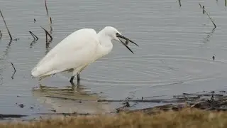 Little Egret hunting fish