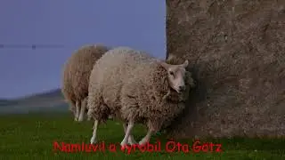 Ovečka