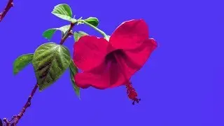 FLOWER BLOOM TIME LAPSE green screen blue HD