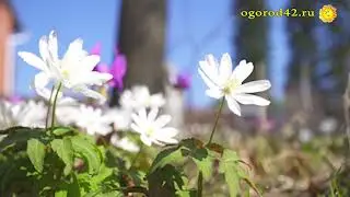 Красивые дикоросы. Весной тайга приходит в сад