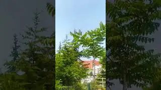 Hava Miss Gibi Güneşli