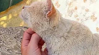 Персюша кайфунама