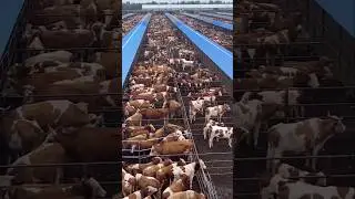 LA SUBASTA DE GANADO MÁS GRANDE DEL MUNDO 🐂🌍 | EL EVENTO QUE NO TE PUEDES PERDER