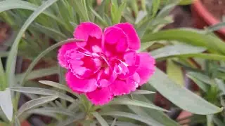 Размножение гвоздики черенками, как это делаю я