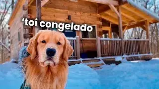 🐾🏡 My Dog Rents a Cabin in the Woods! 🌲🐶