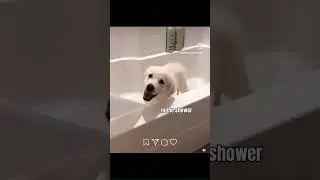 😂❤️🐾 