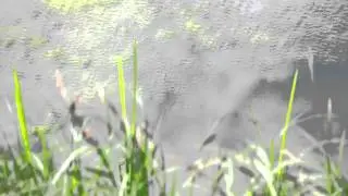 frog.mp4