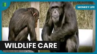Protecting Endangered Monkeys - Monkey Life