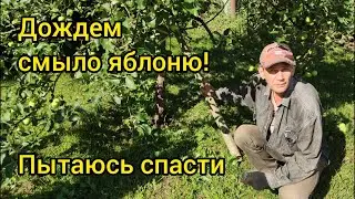 Смыло дождями яблоню. Пытаюсь спасти.