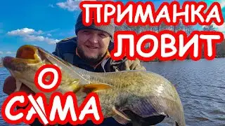 Приманка ловит сама. Ловля сома на джиг. Весенняя рыбалка 2019