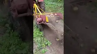 Т-25 копка картофеля/potato harvesting #traktor #tractorvideo #трактор #władimirec
