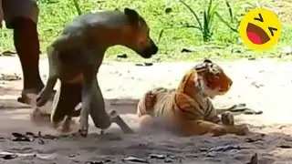 Assustando CACHORRO com TIGRE de pelucia 😱😆  Fake Tiger vs Real Dogs Prank Very Funny