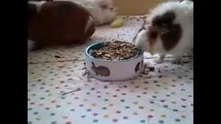 Gunie pigs
