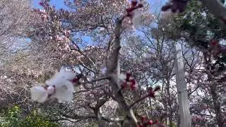 Smells like candy… 🌸