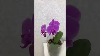 Первое цветение орхидеи, детка орхидеи