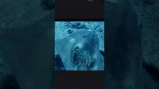Canaries islands #atlantica #under water diving’s